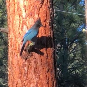 Meet your Posher, Jaye